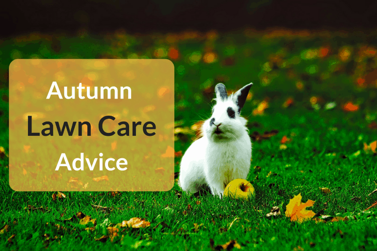 Autumn Lawn Care Advice