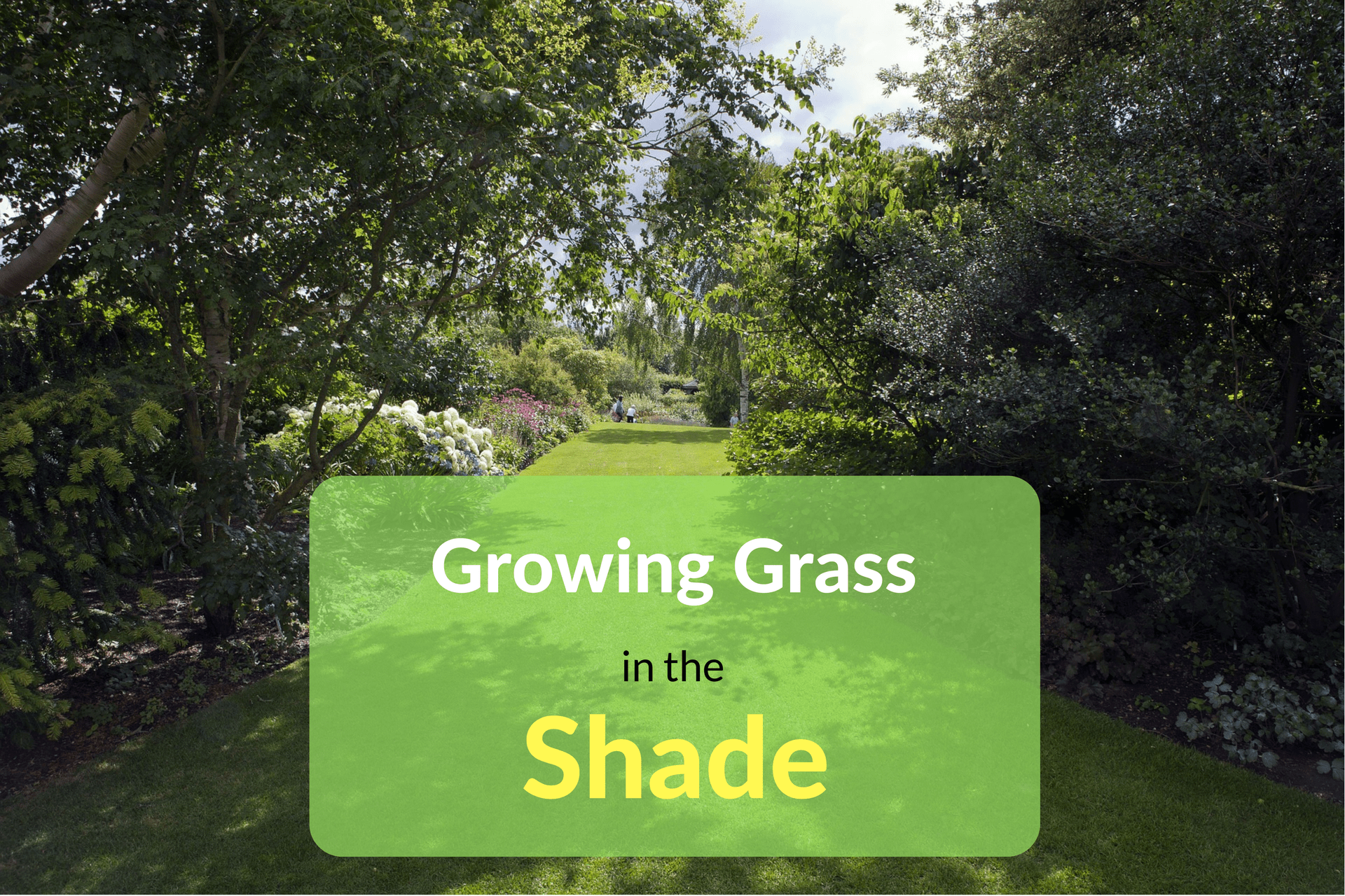 Growing Grass in the Shade