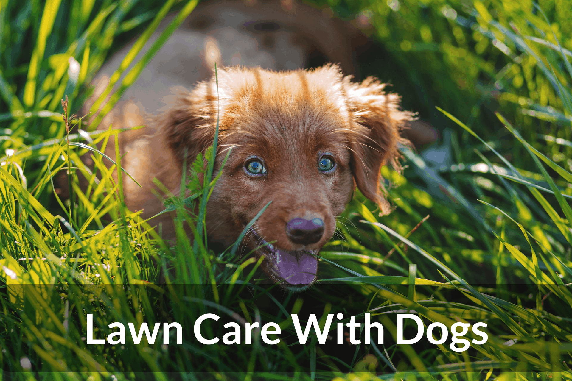 Lawn Care with Dogs