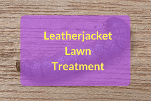Leatherjacket Lawn Treatment