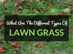 Types Lawn Grass