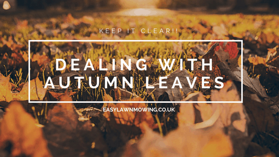 Dealing With Autumn Leaves in Your Lawn