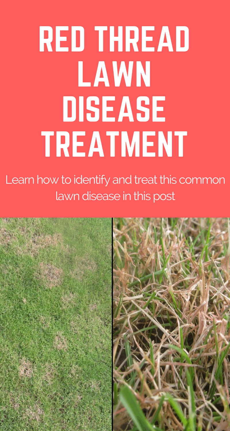 Learn how to identify and treat this common lawn disease in this post